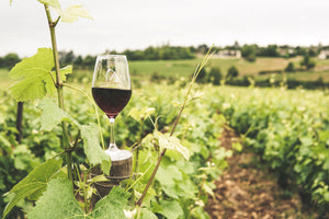 Wine 101: A Grapevine Guide to Sipping, Tasting, and Pairing